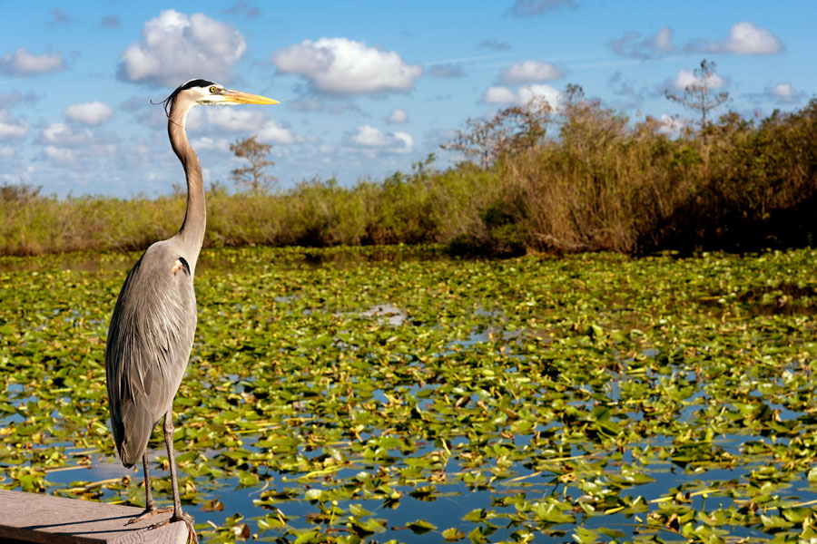 Experience the Everglades, explore a magical underwater world, study fossils, butterflies, or tropical flowers, or just relax in the parks and beaches. 