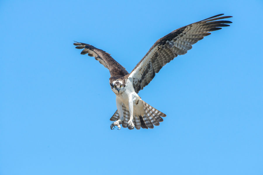 An Osprey flying in Edgewater, Florida. Photo credit ShutterStock.com, licensed.