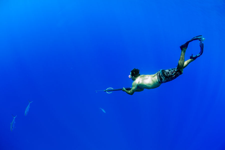 Spear fisherman targeting amberjack in the blue waters of the Gulf of Mexico near Anna Maria Island, Florida. 