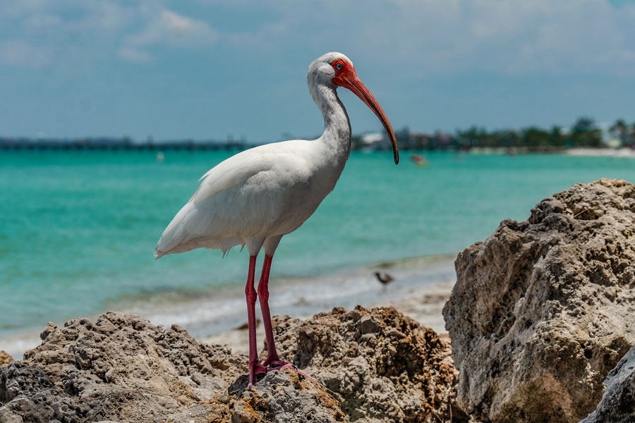 A great white Ibis on the beach of Anna Maria, Florida. Photo credit ShutterStock.com, licensed.