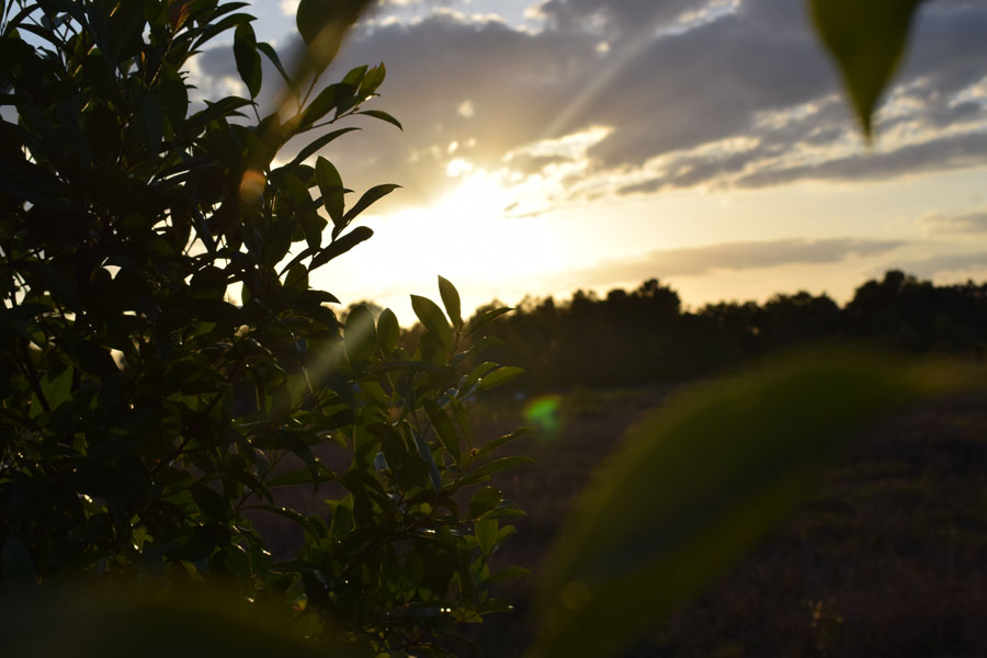 A splendid sunset in a little town called Bartow in Florida. 