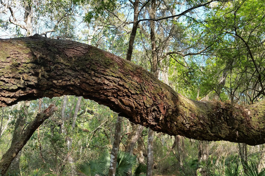 Twisted tree bark on a trail at Lake Griffin State Park in Fruitland Park, Florida on March 6, 2017. 