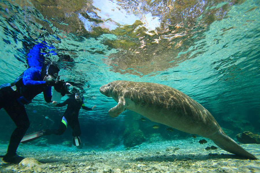 Swimming with the Manatees in Hot Springs, Crystal River, Florida. Photo credit ShutterStock.com, licensed.