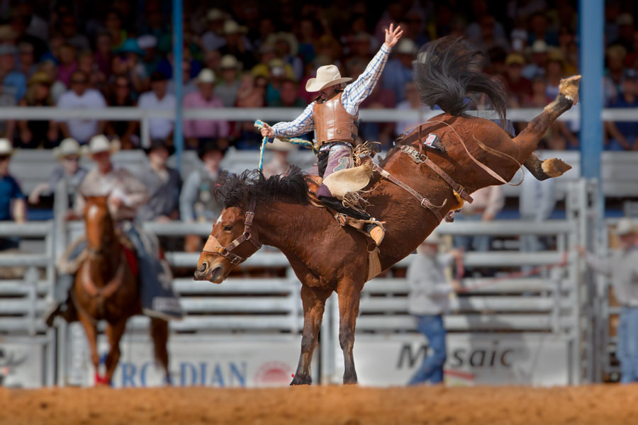 A champion bronco rider hangs on his horse at the famous 84th All-Florida Championship Rodeo on March 9, 2012 in Arcadia, Florida. Editorial credit: jo Crebbin / Shutterstock.com, licensed.