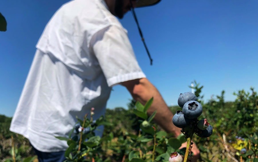 A man picks blueberries at a local blueberry farm. Photo credit ShutterStock.com, licensed.