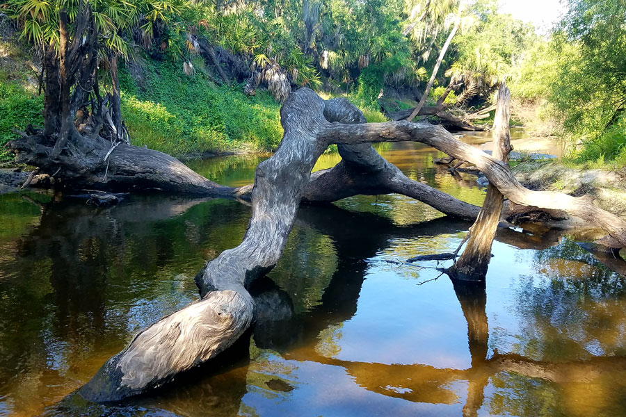 Trees blown down in Joshua creek off the Peace river in Arcadia Florida. Photo credit ShutterStock.com, licensed.