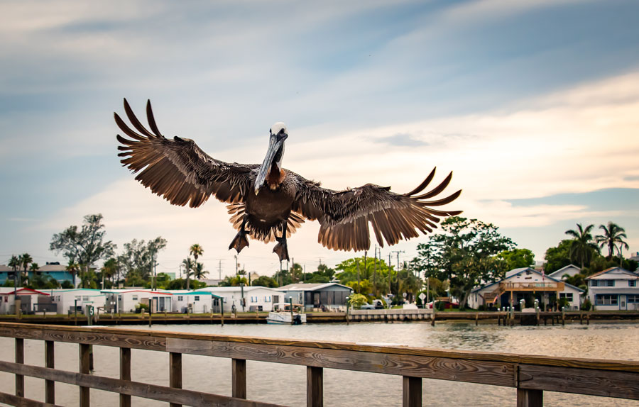 A brown Pelican on the pier at Bradenton Beach in Bradenton Beach Florida as it dazzles the tourists. Photo credit ShutterStock.com, licensed.