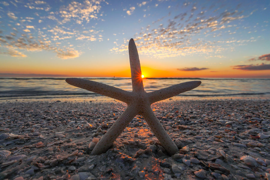 A starfish and sunset on Marco Island, Florida. P