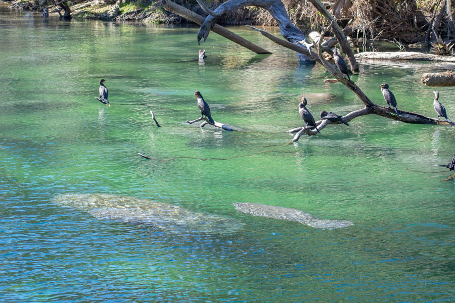 Manatees Swimming Together in Blue Springs State Park Florida. Photo credit ShutterStock.com, licensed.