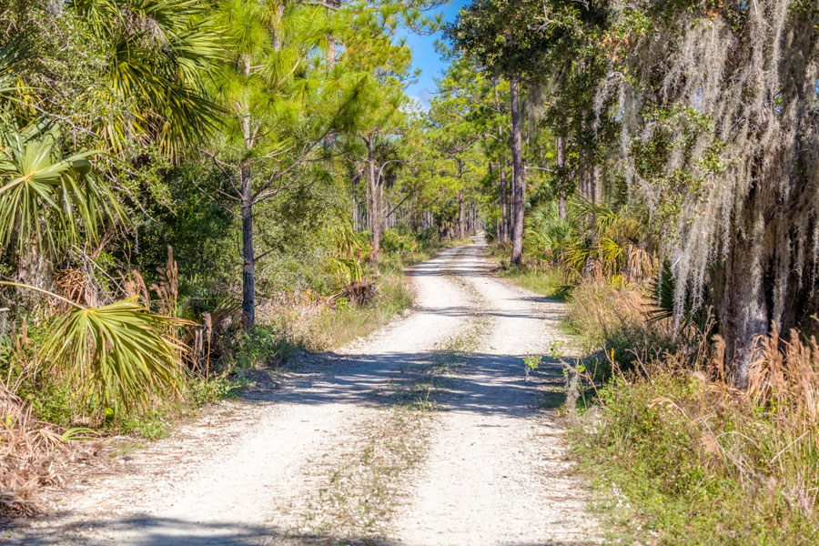 Road though Pine Flatwoods in Fred C. Babcock/Cecil M. Webb Wildlife Management Area in Punta Gorda in Florida. 