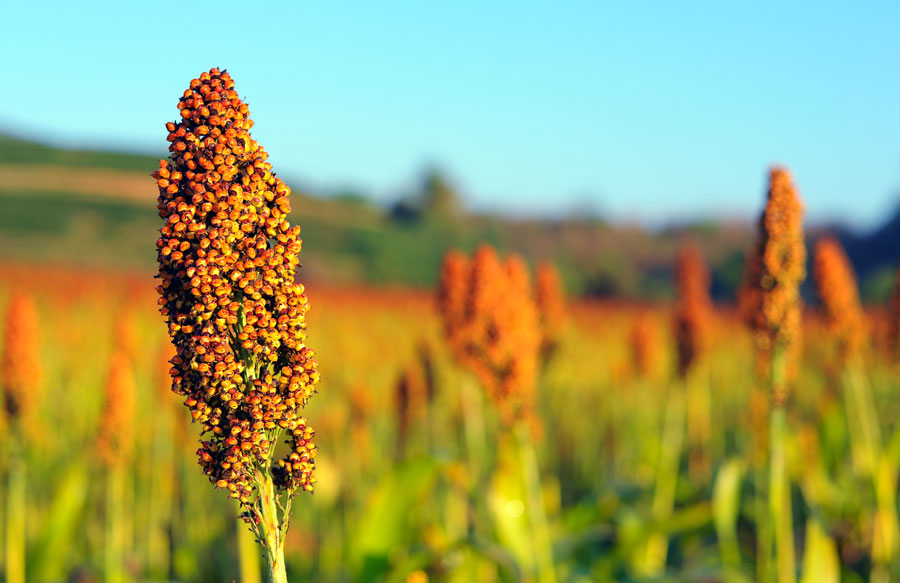 Sorghum 