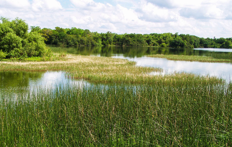 Freshwater Meadow. Photo taken in Plant City