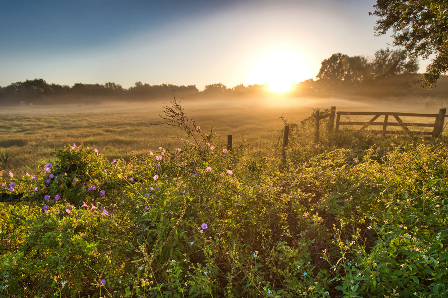 cow pasture