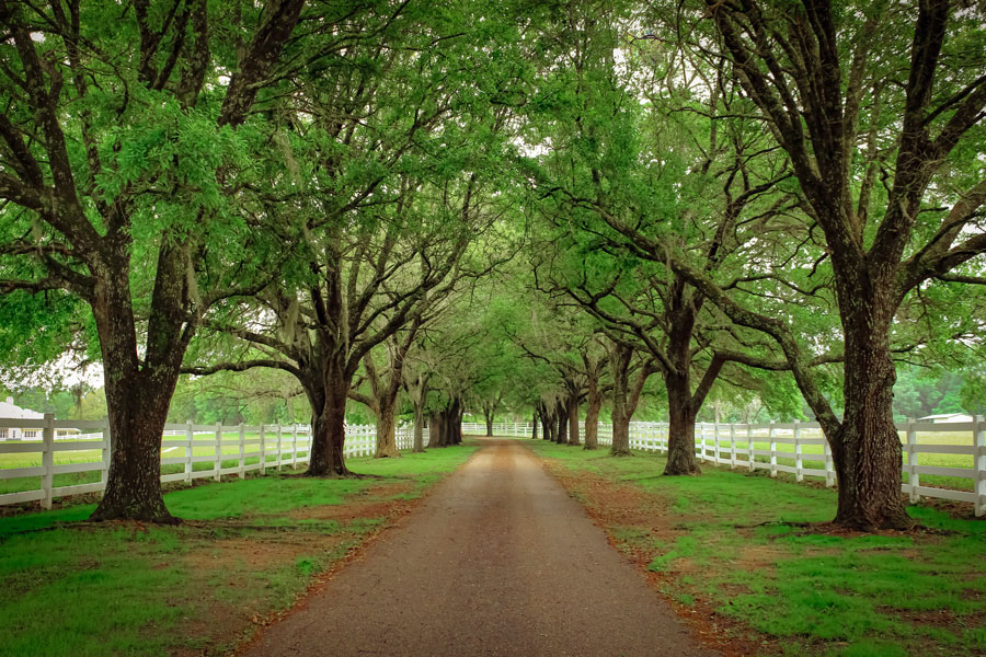 A beautiful path lined with trees in the springtime in Monticello, Florida.