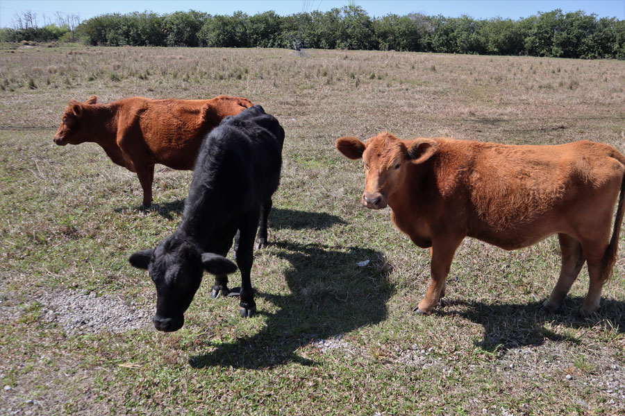 Cows in a field in a field grazing in the Florida sunshine waiting their turn to go to the slaughter house. Labelle Florida USA February 12th 2022. File photo: Florida Aerial Pics, ShutterStock.com, licensed.