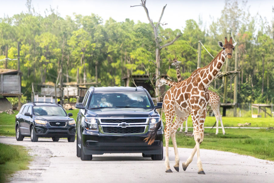 Lion Country Safari