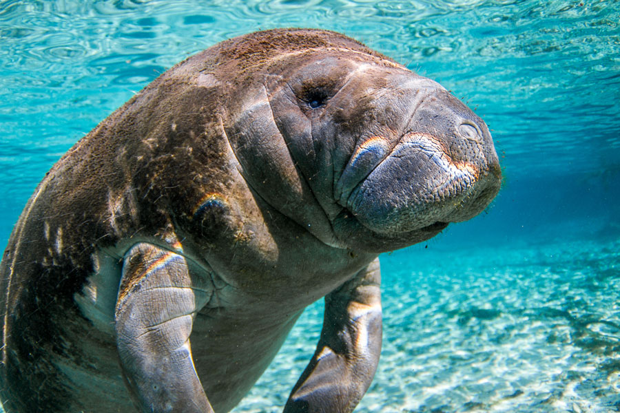 Manatee Tours