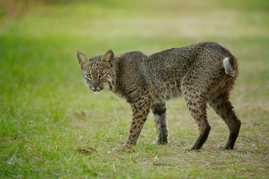 A bob cat at Circle B Bar Reserve in nearby Lakeland, Circle B  offers a chance to observe Florida’s native wildlife in a preserved environment. 