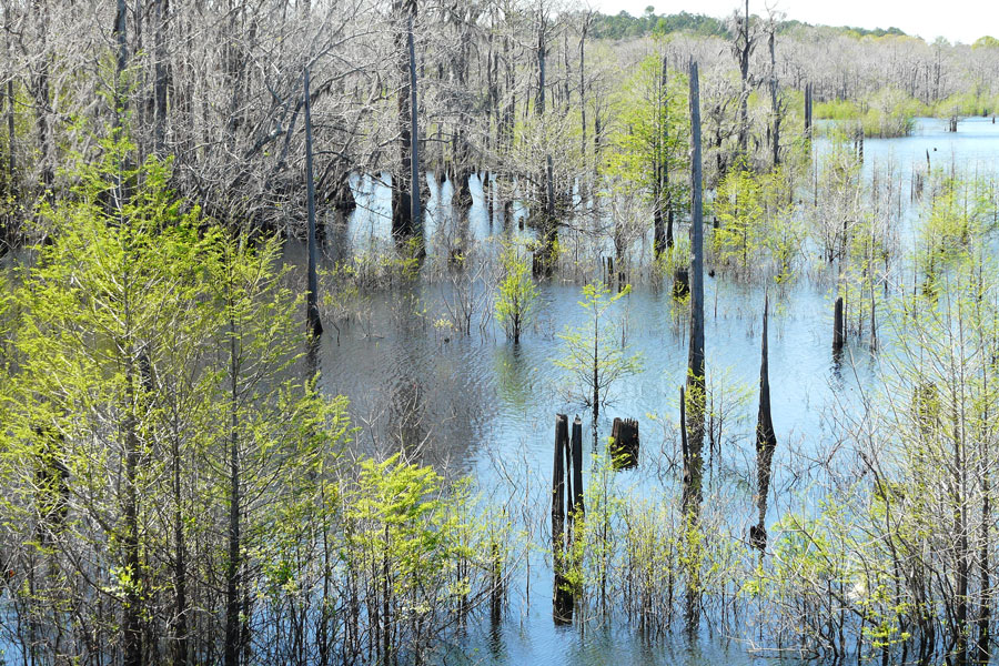 West Arm Creek of the Dead Lakes in Wewahitchka, Florida