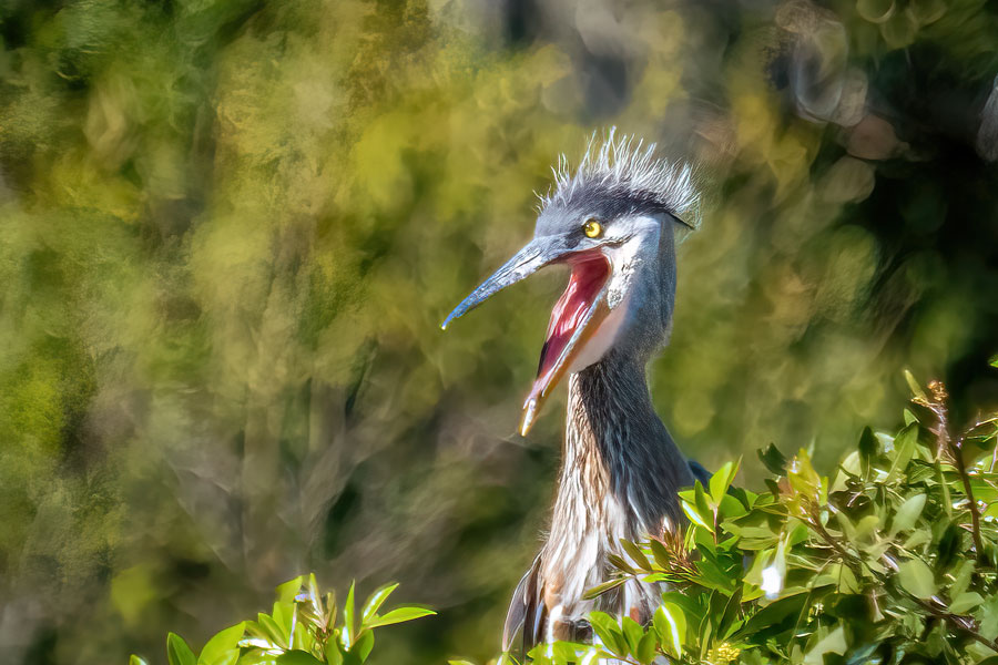  Venice Area Audubon Rookery