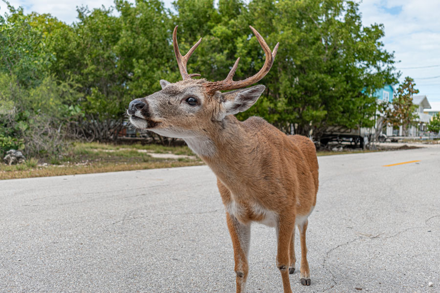 National Key Deer Refuge