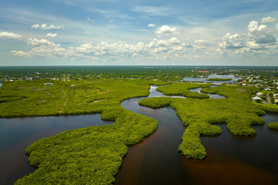 The Florida Everglades