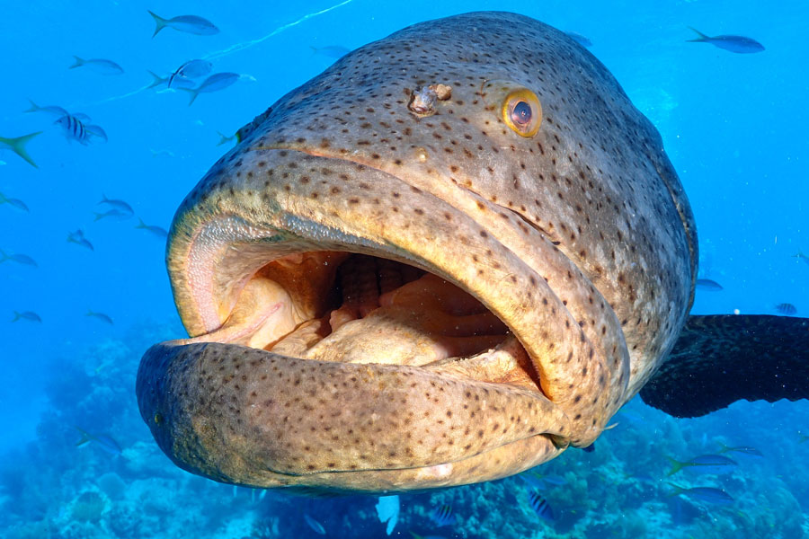 Goliath Grouper Looe Key National Park Florida Keys