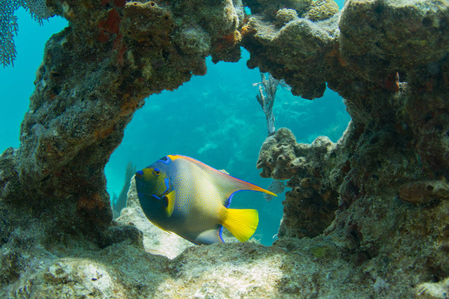 Looe Key Reef