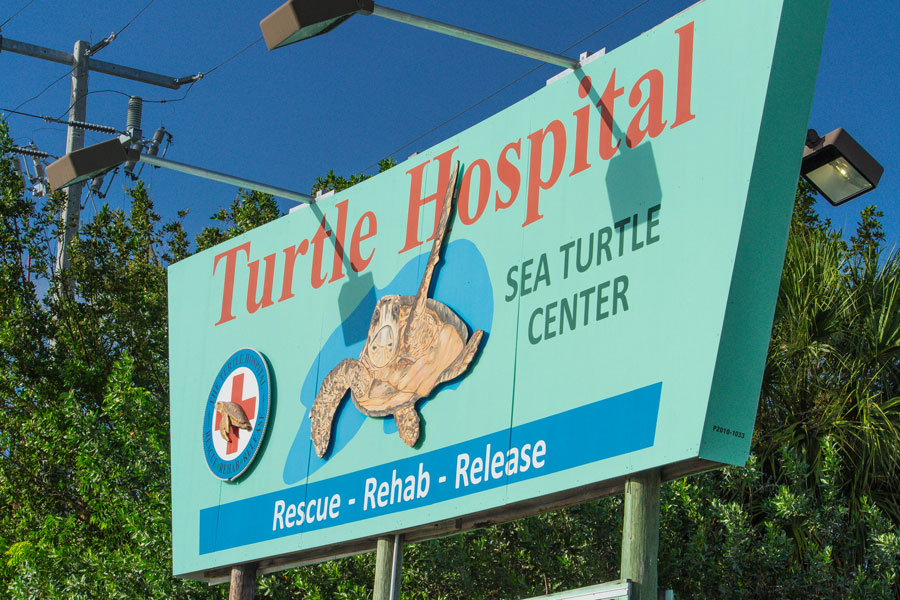 Marathon Turtle Hospital