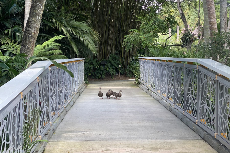 Mounts Botanical Garden