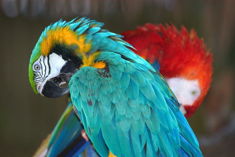 The Naples Zoo at Caribbean Gardens