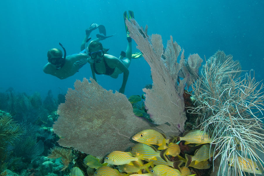 Coffins Patch Reef