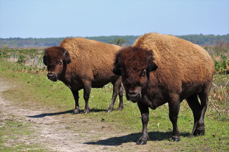 Paynes Prairie Preserve State Park