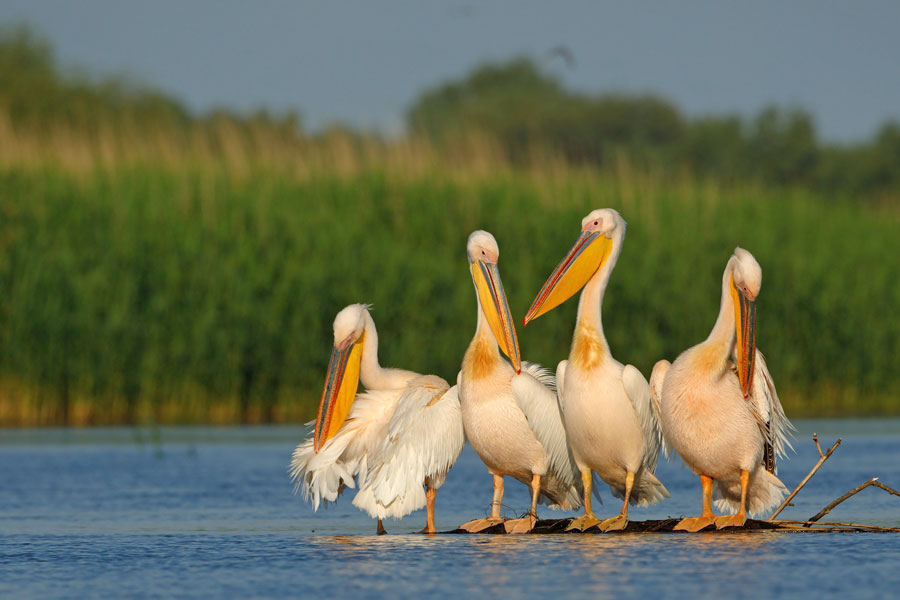 Pelican Island National Wildlife Refuge