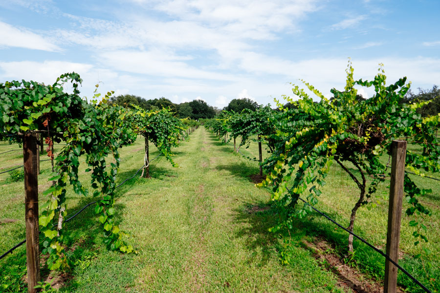 Keel & Curley Winery