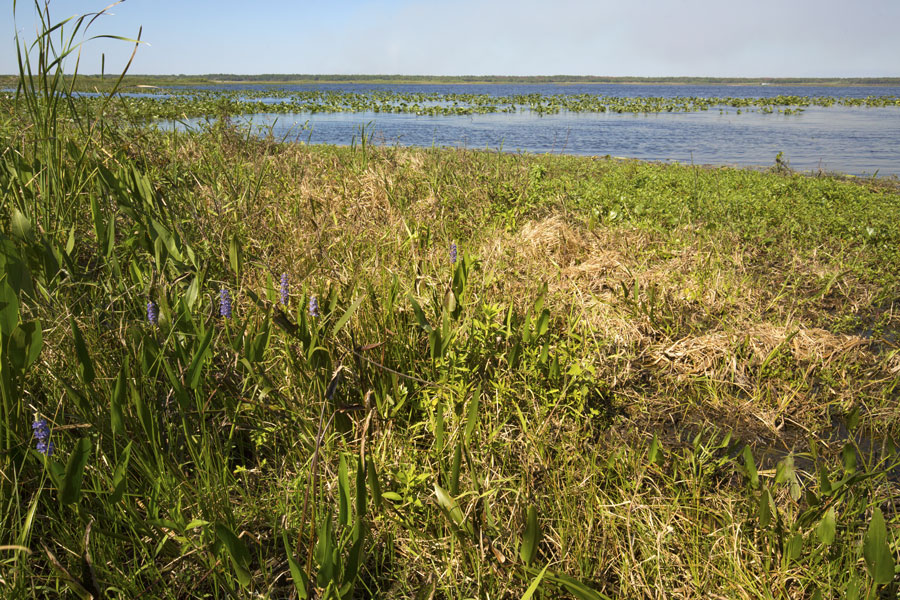 Lake Kissimmee State Park