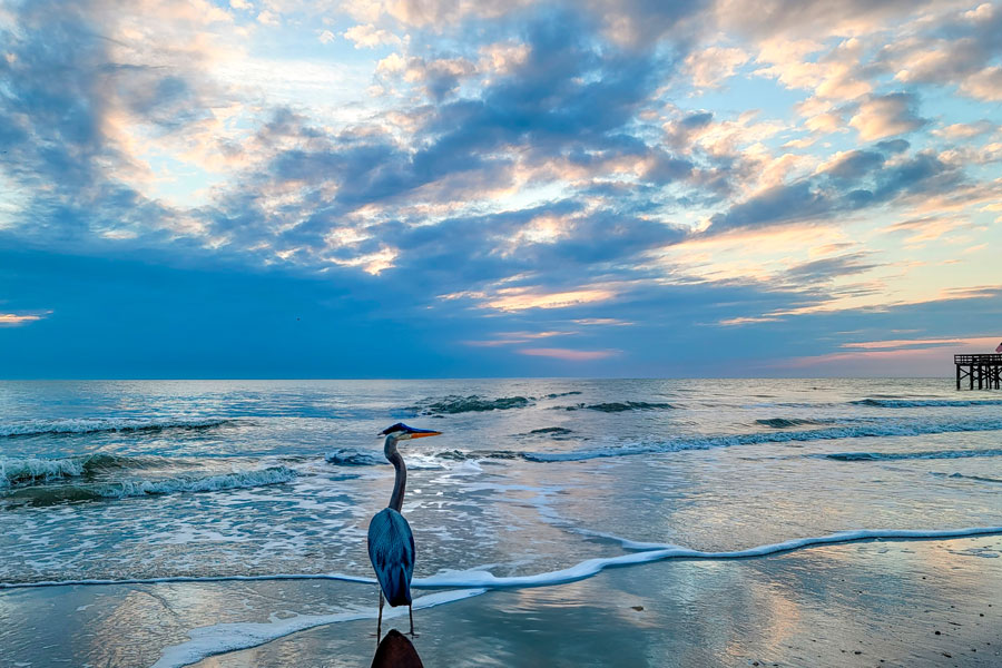 A Blue Heron on beach Redington Beach Florida Sunset Original photo by Christy Mandeville. Redington Beach’s location makes it a convenient base for exploring the broader Tampa Bay area.  File photo: Christy824, licensed.