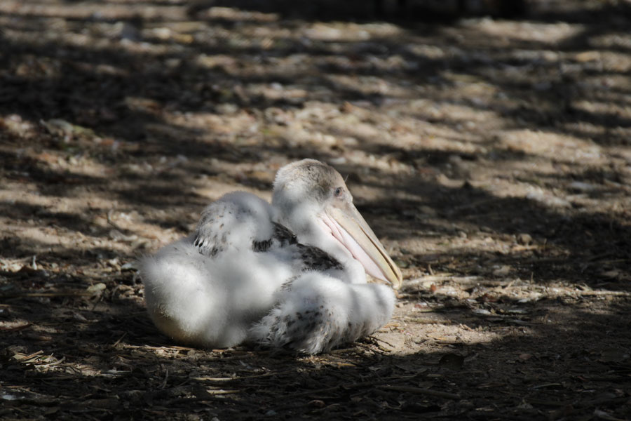 Seaside Seabird Sanctuary 